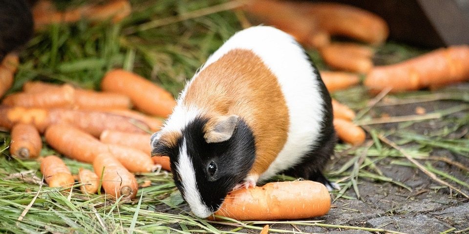 Meerschweinchen frisst eine Möhre