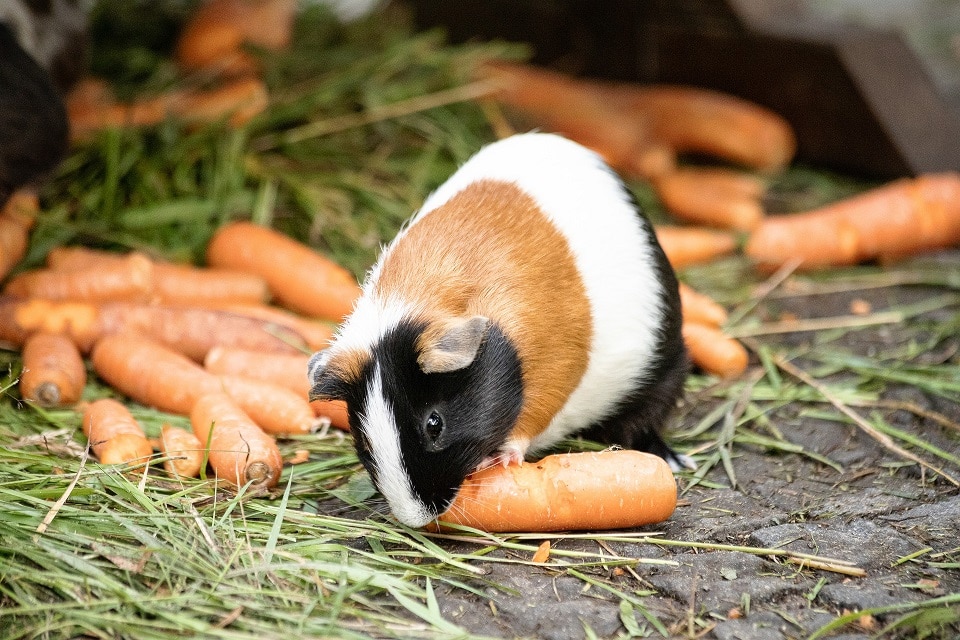 Meerschweinchen frisst eine Möhre
