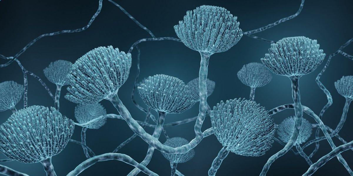 Aspergillose unter dem Mikroskop