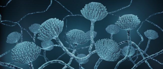 Aspergillose unter dem Mikroskop