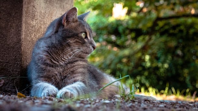 Giardien bei Katzen