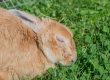 Kaninchen mit Myxomatose