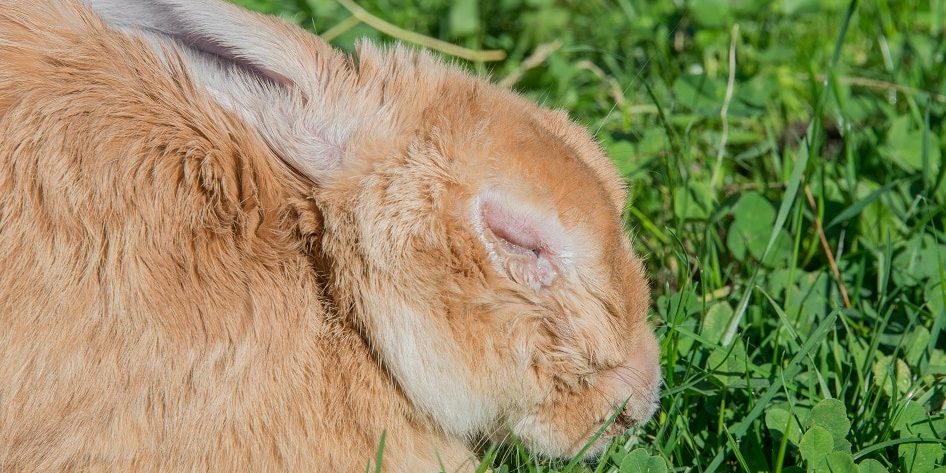 Kaninchen mit Myxomatose