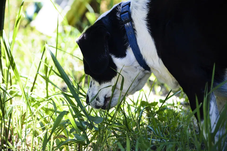 Hund riecht im Gras