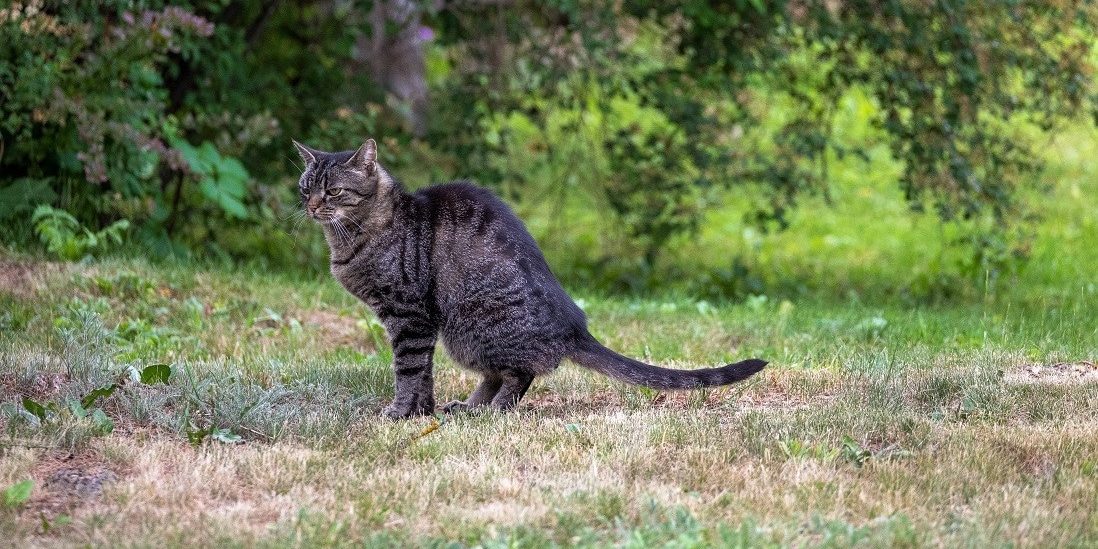 Katze macht sich bereit, ihr Geschäft in den Nachbarsgarten zu