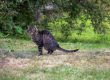 Katze macht sich bereit, ihr Geschäft in den Nachbarsgarten zu