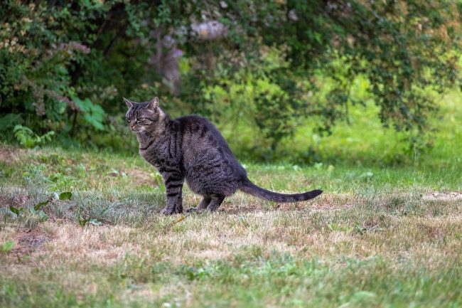 Katze macht sich bereit, ihr Geschäft in den Nachbarsgarten zu
