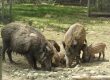 Wildschweine beim Fressen