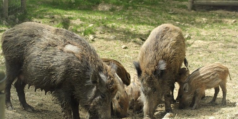 Wildschweine beim Fressen