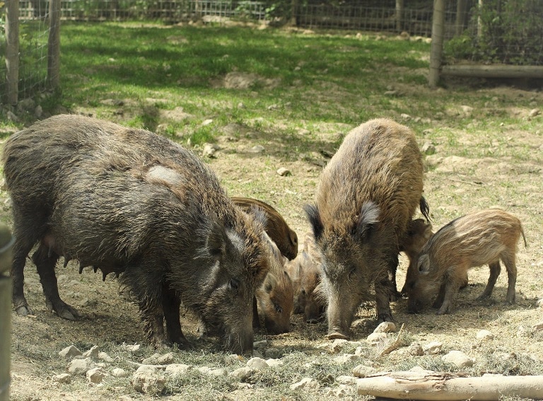 Wildschweine beim Fressen