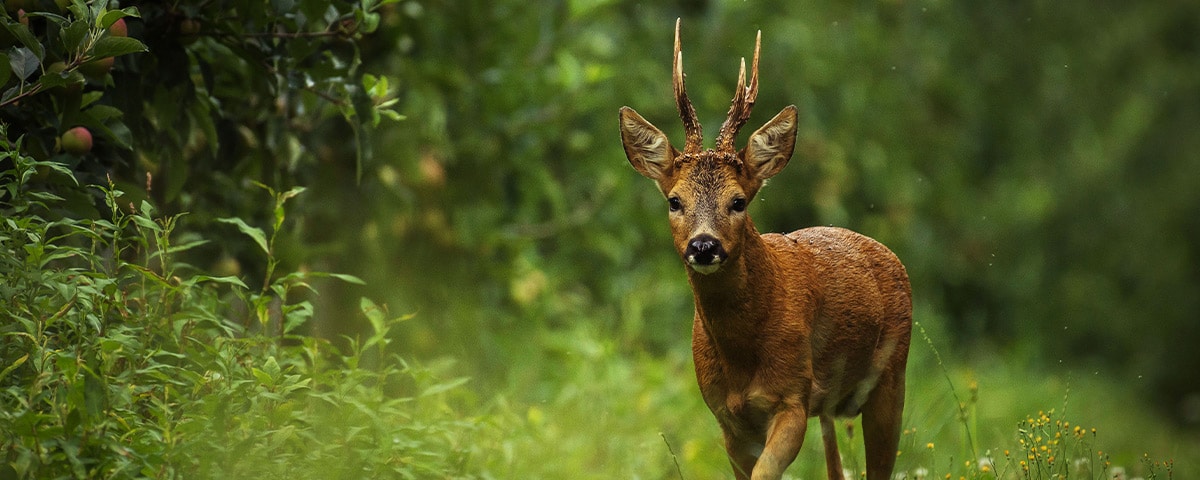 Wildtiere Ratgeber