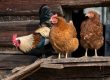 Drei Hühner im Stall