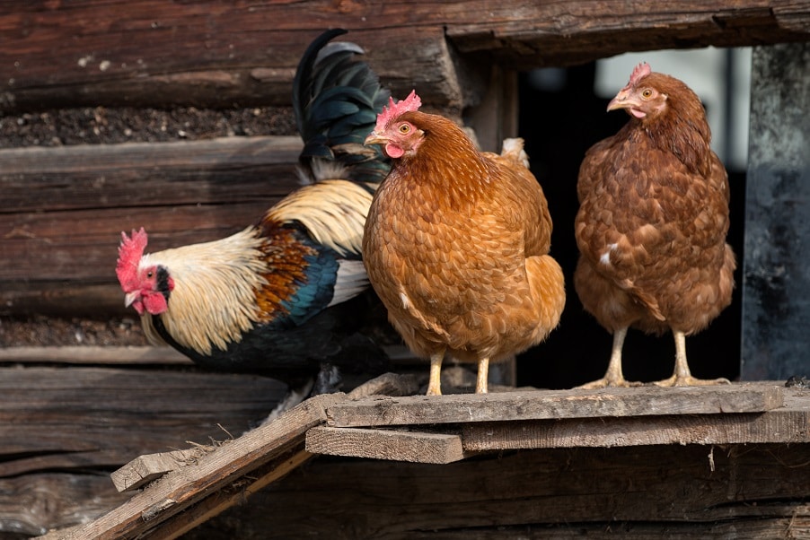Drei Hühner im Stall