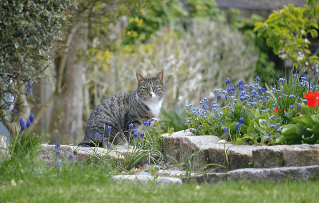 Katze im Garten