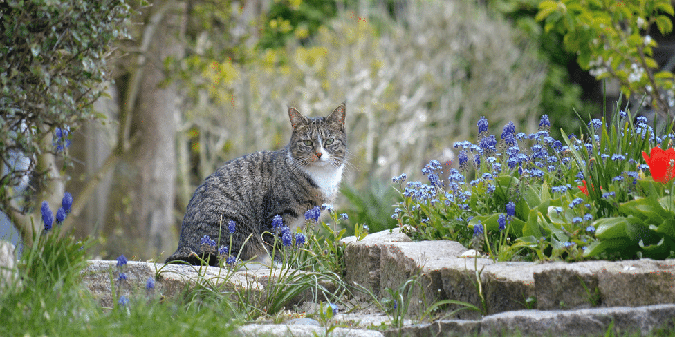 Katze im Garten