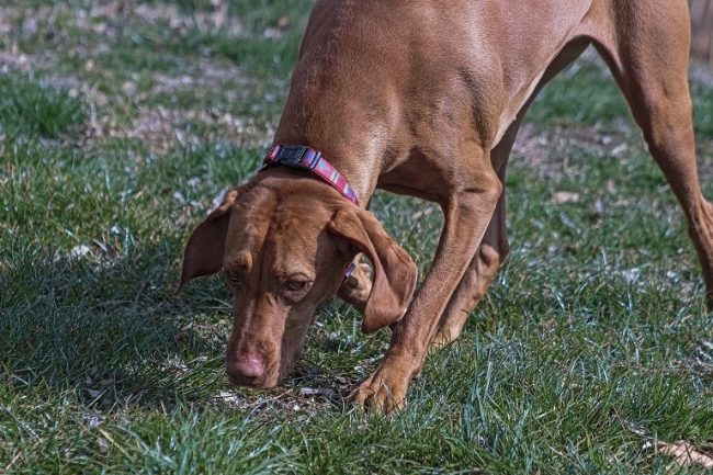 Welchen Geruch mögen Hunde nicht?
