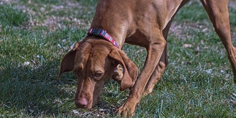 Welchen Geruch mögen Hunde nicht?