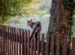 Wie hoch können Katzen springen?