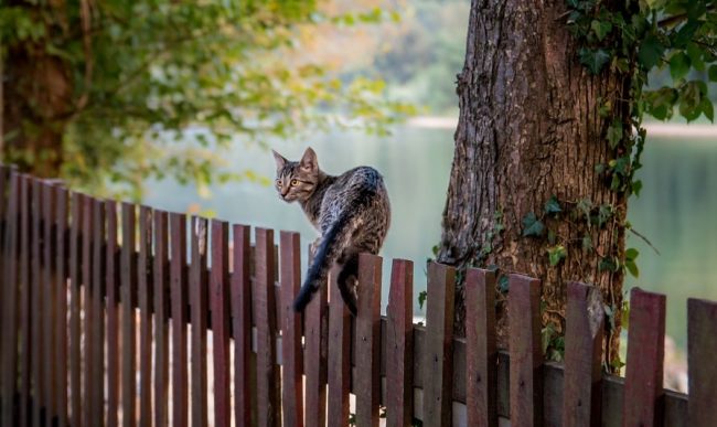 Wie hoch können Katzen springen?