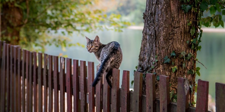 Wie hoch können Katzen springen?