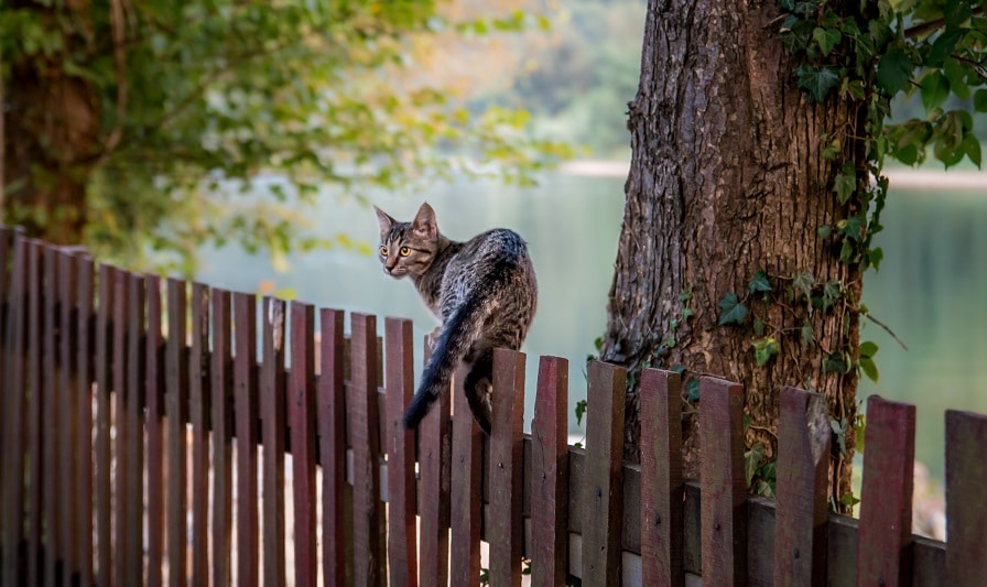 Wie hoch können Katzen springen?
