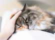 Feline infektiöse Peritonitis (FIP) bei Katzen