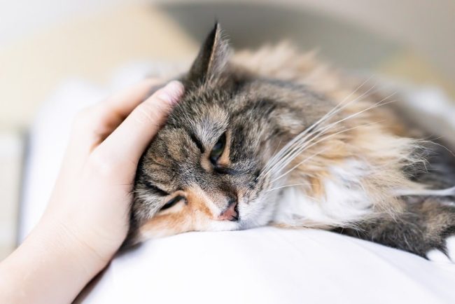 Feline infektiöse Peritonitis (FIP) bei Katzen