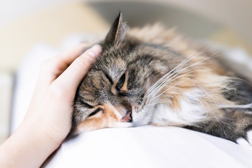 Feline infektiöse Peritonitis (FIP) bei Katzen