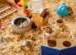 Artgerechte Hamsterhaltung