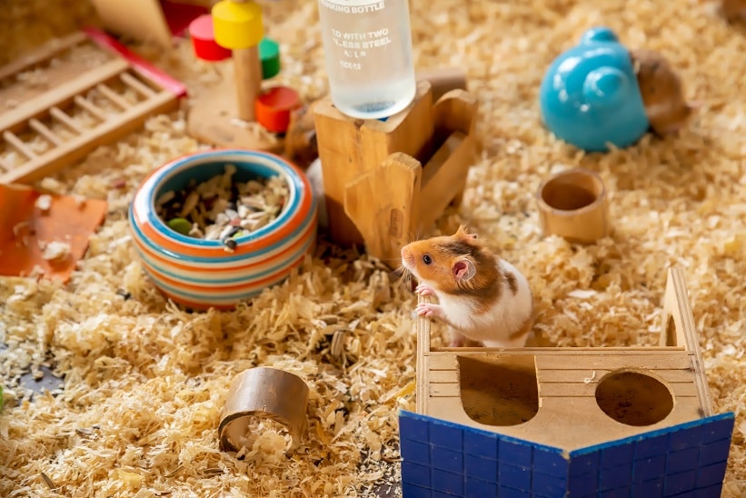 Artgerechte Hamsterhaltung