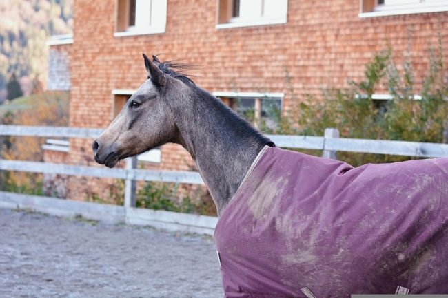 Pferd mit schmutziger Pferdedecke