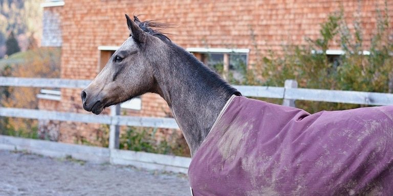 Pferd mit schmutziger Pferdedecke