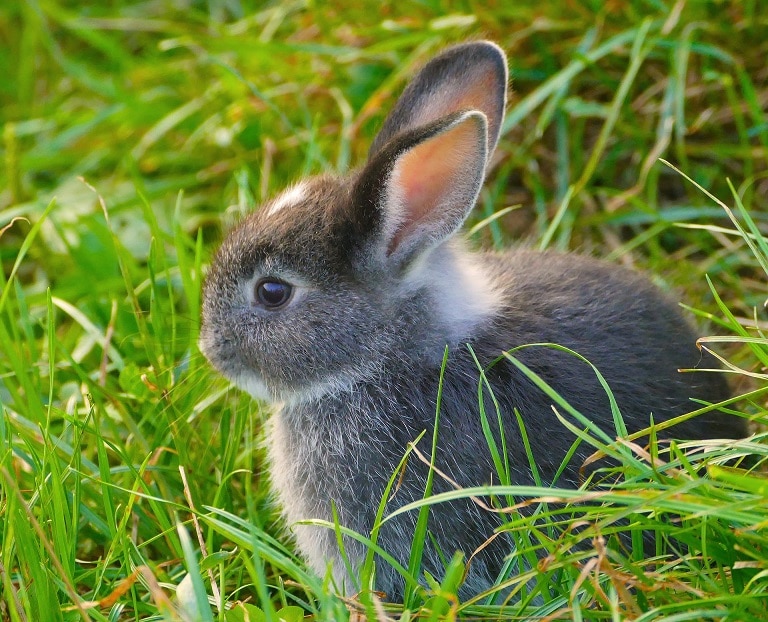 RHD bei Kaninchen