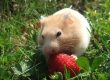 Hamster frisst eine Erdbeere