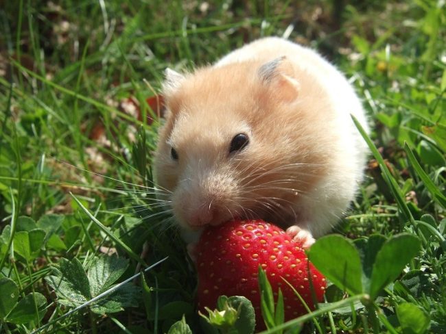 Hamster frisst eine Erdbeere