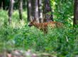 Rehwild beim äsen im Wald