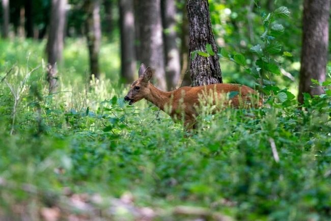Rehwild beim äsen im Wald
