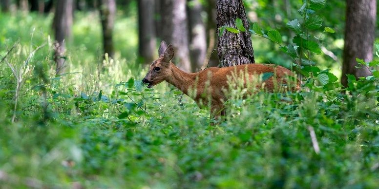 Rehwild beim äsen im Wald