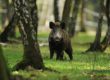 Wildschweine im Garten vertreiben