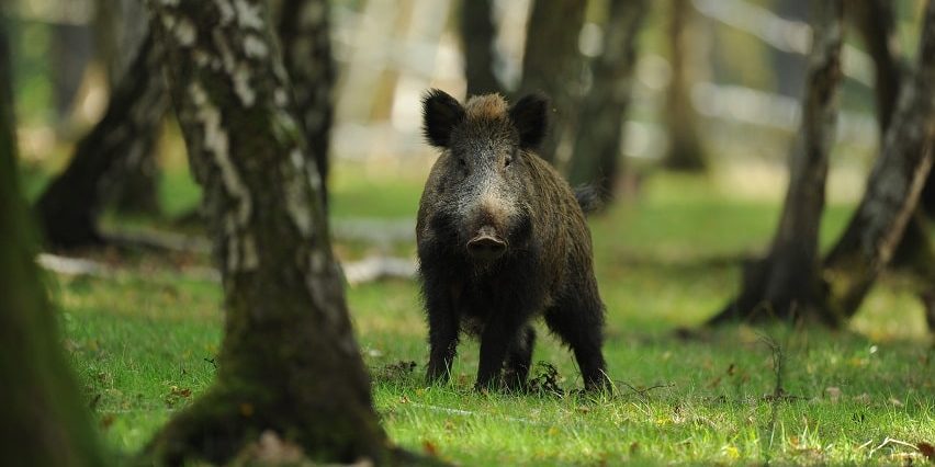 Wildschweine im Garten vertreiben