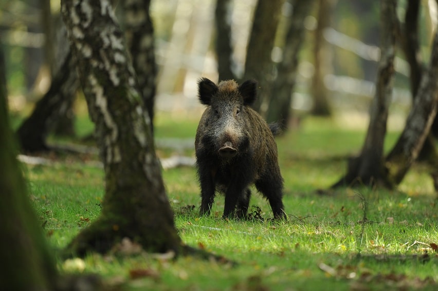 Wildschweine im Garten vertreiben