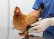 Huhn wird von einem Tierarzt untersucht