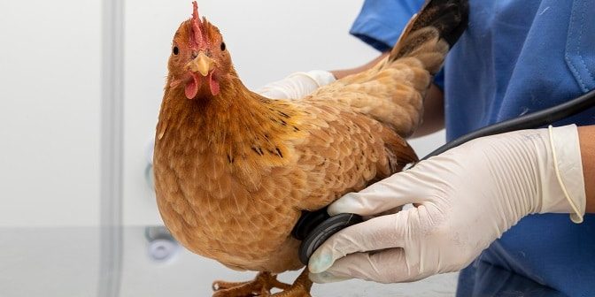 Huhn wird von einem Tierarzt untersucht