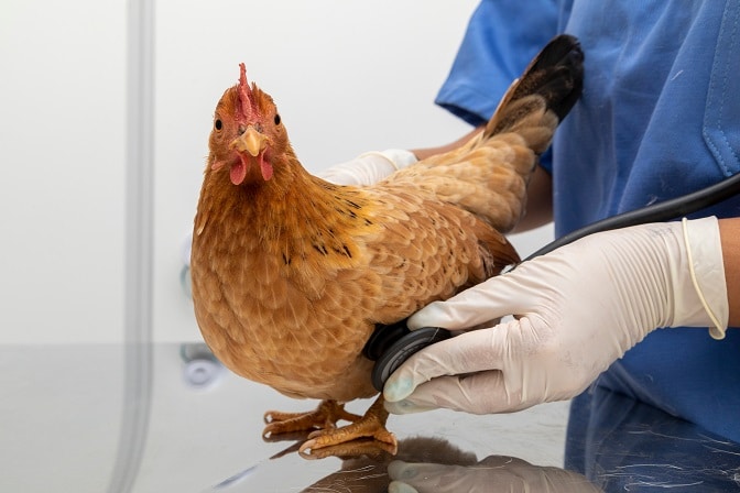 Häufige Hühnerkrankheiten – ein Überblick!
