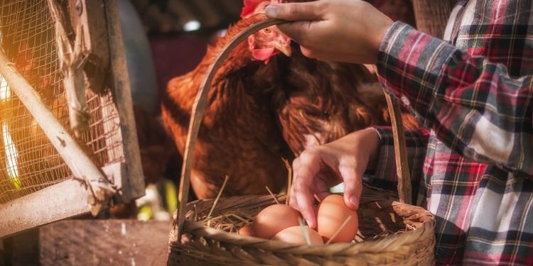 Hühnereier werden gesammelt