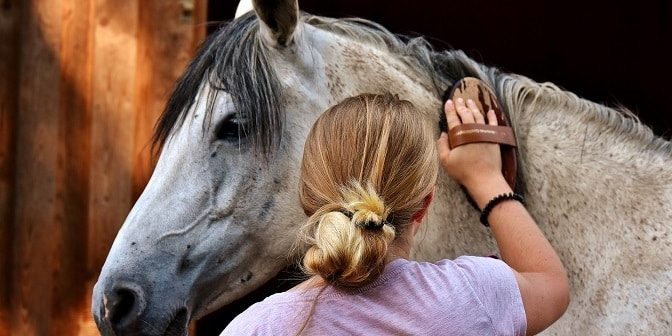 Pferd richtig putzen und reinigen