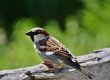 Ist Vögel füttern im Garten verboten?