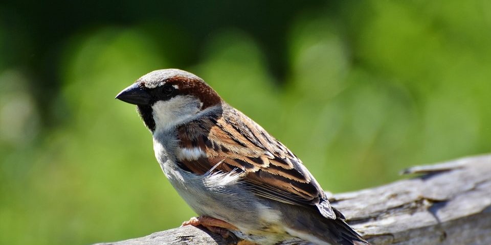Ist Vögel füttern im Garten verboten?