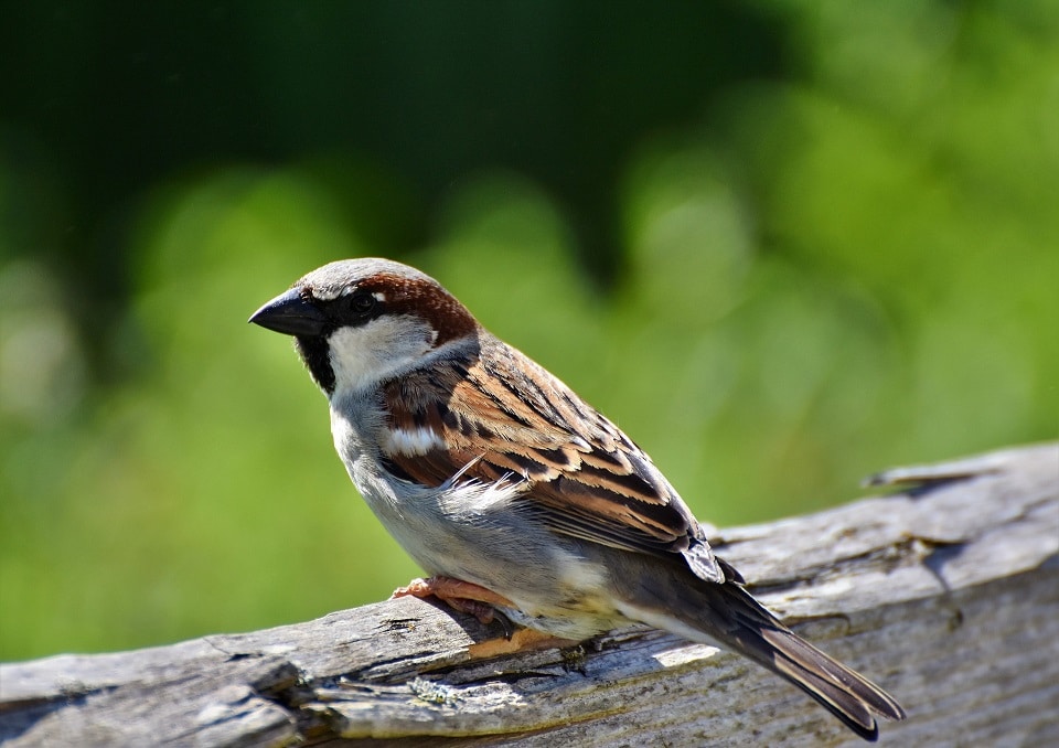 Ist Vögel füttern im Garten verboten?