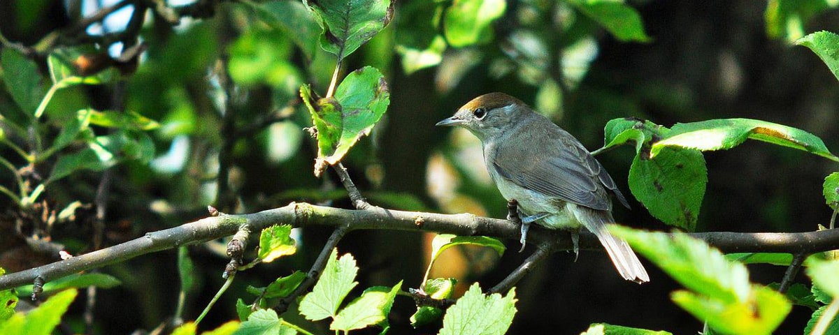 Wildvögel Ratgeber